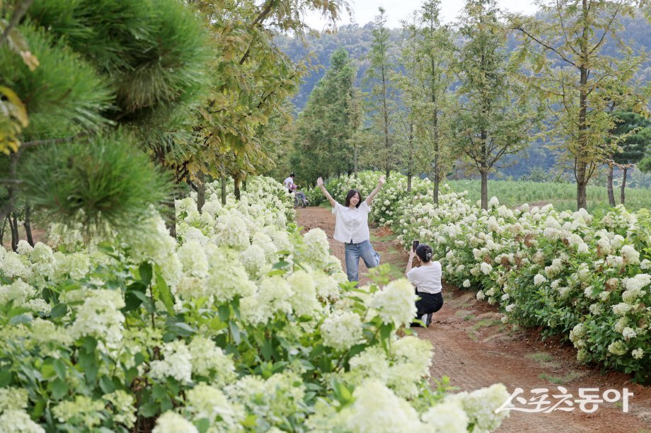 임실군 옥정호 붕어섬 생태공원에 만개한 수국. 사진제공=임실군