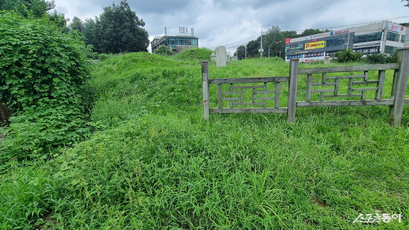 묘지 진입로는 잡풀이 우거져 올라갈 수 없는 현장. 사진ㅣ고성철 기자