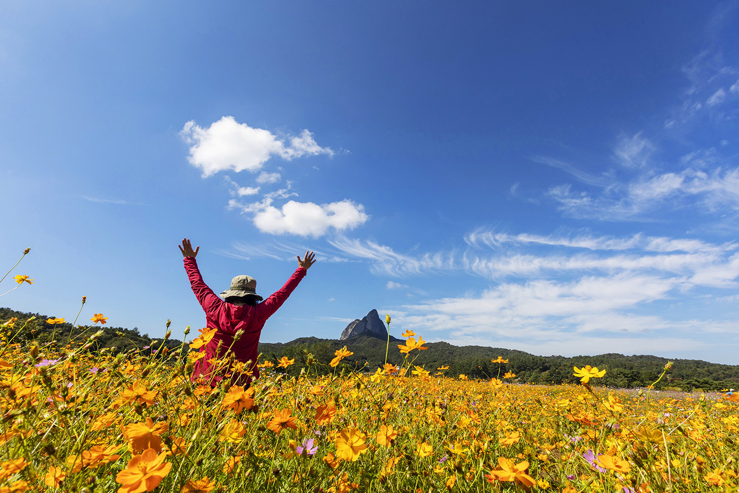 진안 마이산이 배경으로 보이는 코스모스 군락지