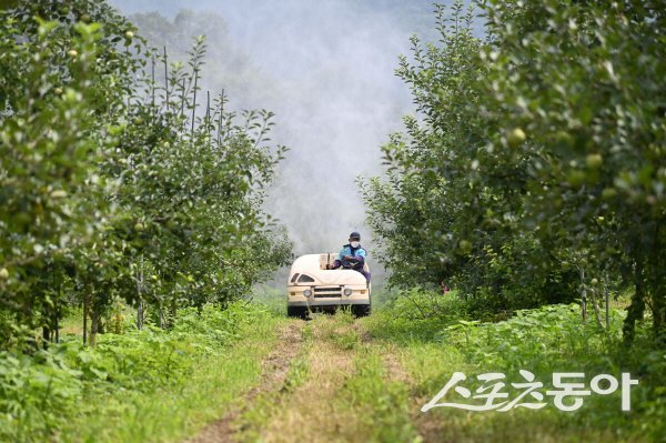 청송군이 사과·배 재배 농업인을 대상으로 ‘기후변화 대응 과수 냉해 예방기술 지원 사업’을 추진한다. 사진제공 ㅣ 청송군