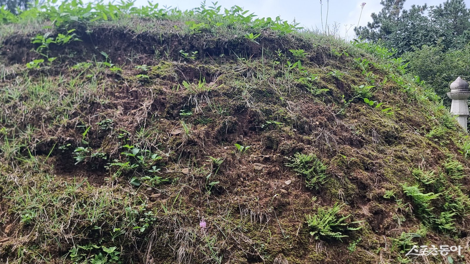 흥선대원군이 안장된 묘소 뒤 봉우리가 파여 폐허가 된 모습. 사진ㅣ고성철 기자