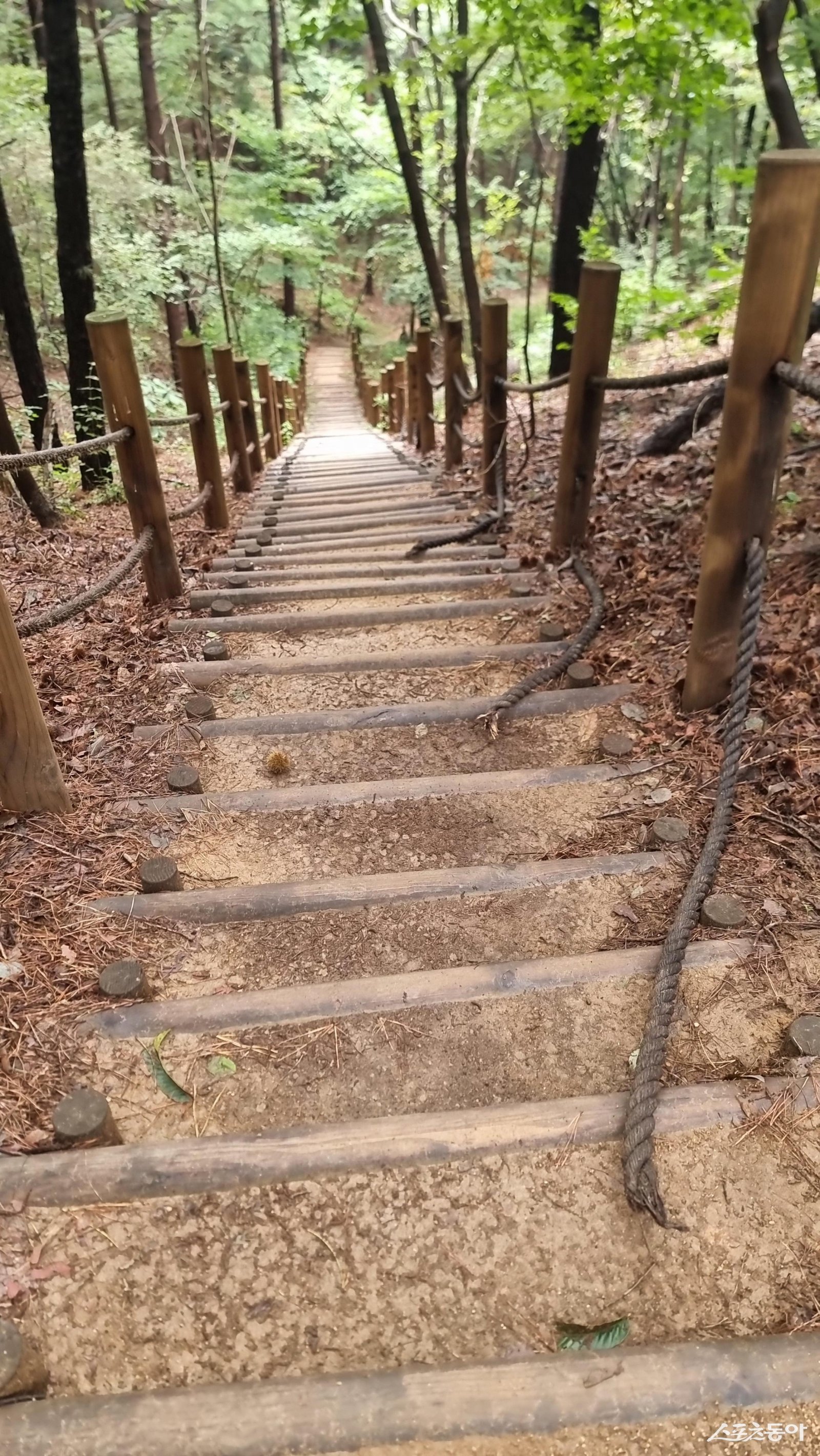 흥선대원군 묘지 진출입로 내리막 경사지에 안전을 위해 양쪽에 위험방지시설 밧줄이 끊어져 안전이 위협받는 모습. 사진ㅣ고성철 기자