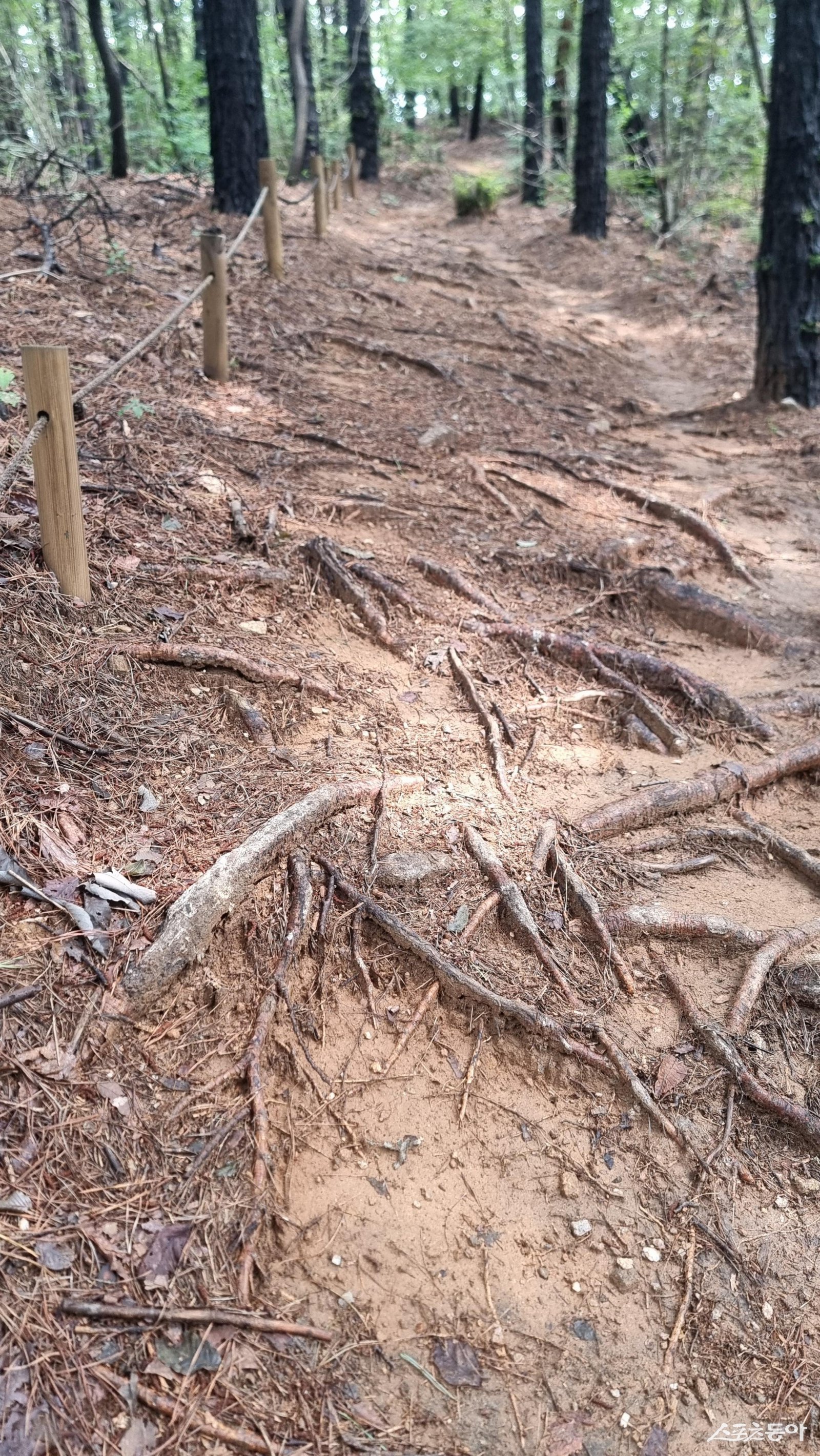 흥선대원군 묘지 진출입로에 흙이 쓸려나가 나무뿌리가 길로 변한 모습. 사진ㅣ고성철 기자