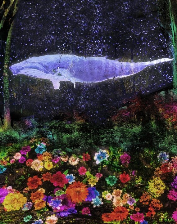 오크밸리 리조트 3D 라이팅쇼 소나타 오브 라이트