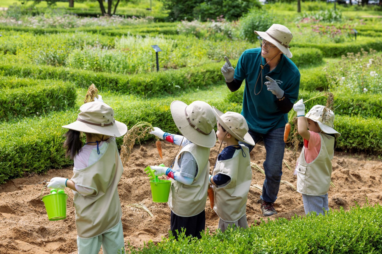 켄싱턴호텔 평창 프렌치 가든 스쿨 프로그램 . 채소 수확 체험