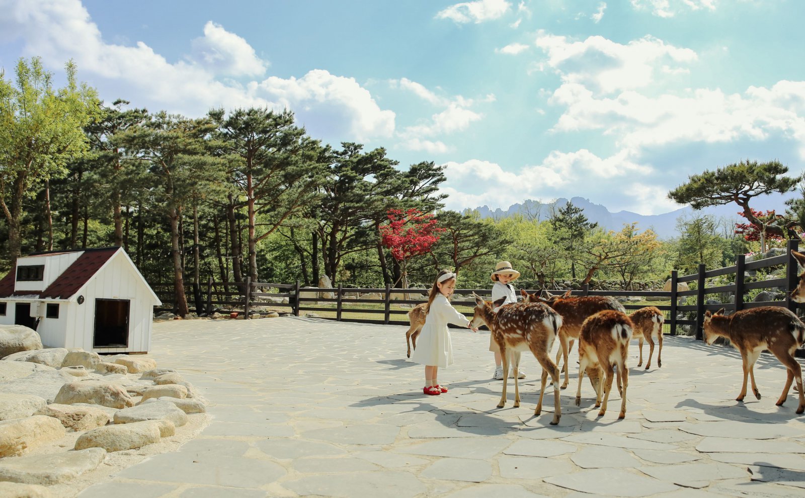 켄싱턴리조트 설악밸리. 사슴 먹이주기 체험