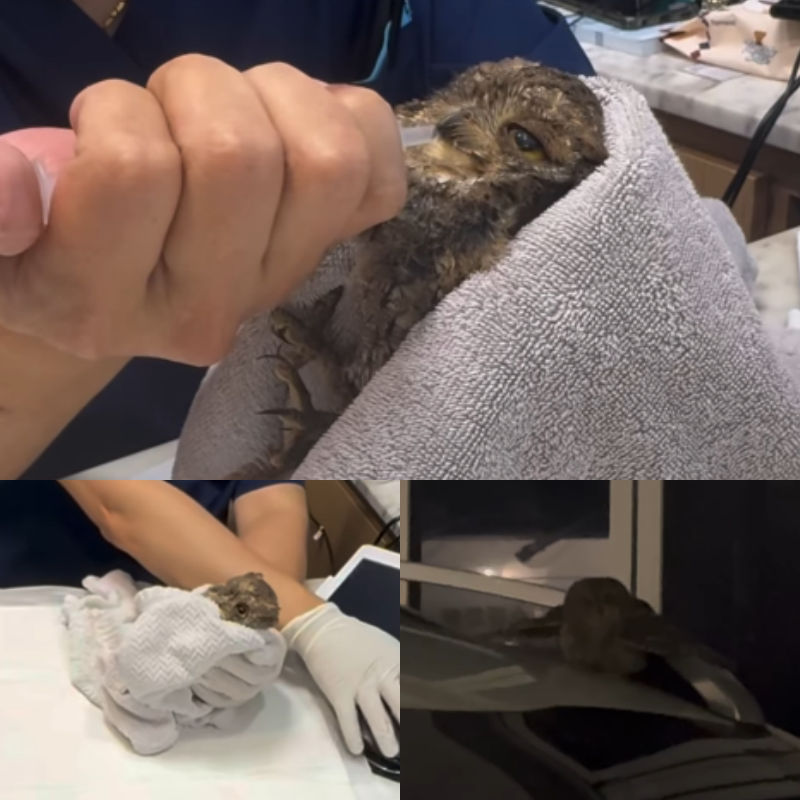 홍진영 소셜 캡처