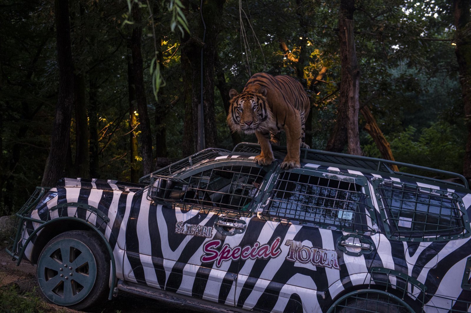 나이트 사파리 트램