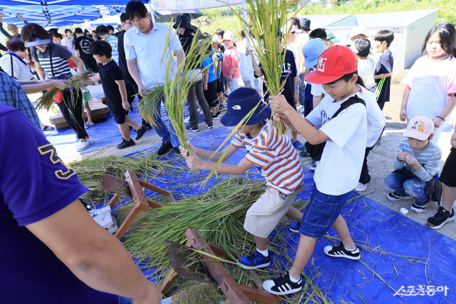 지난 10일 화성특례시 팔탄면 구장리 벼 재배단지에서 어린이들이 벼 낱알 털기 체험을 하고 있다. 사진제공｜화성시