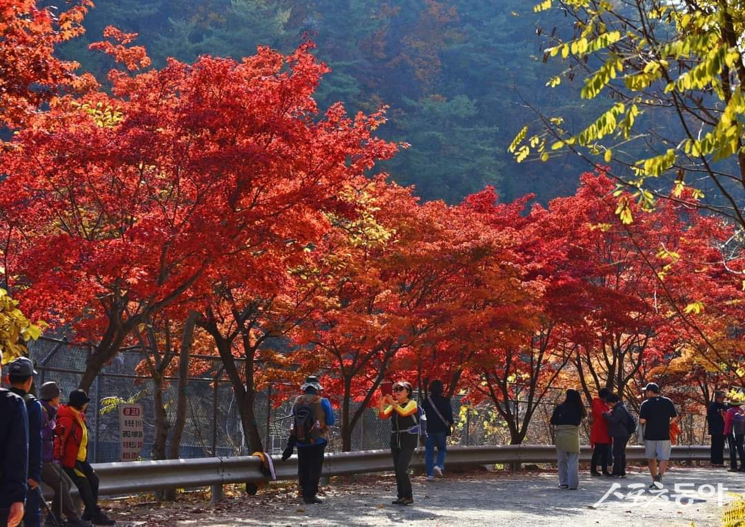 안양시는 1967년 조성된 서울대 관악수목원이 58년 만에 ‘서울대 안양수목원’으로 명칭을 바꾸고 오는 11월 전면 개방을 앞두고 준비에 박차를 가하고 있다(관악수목원 가을단풍 모습). 사진제공|안양시