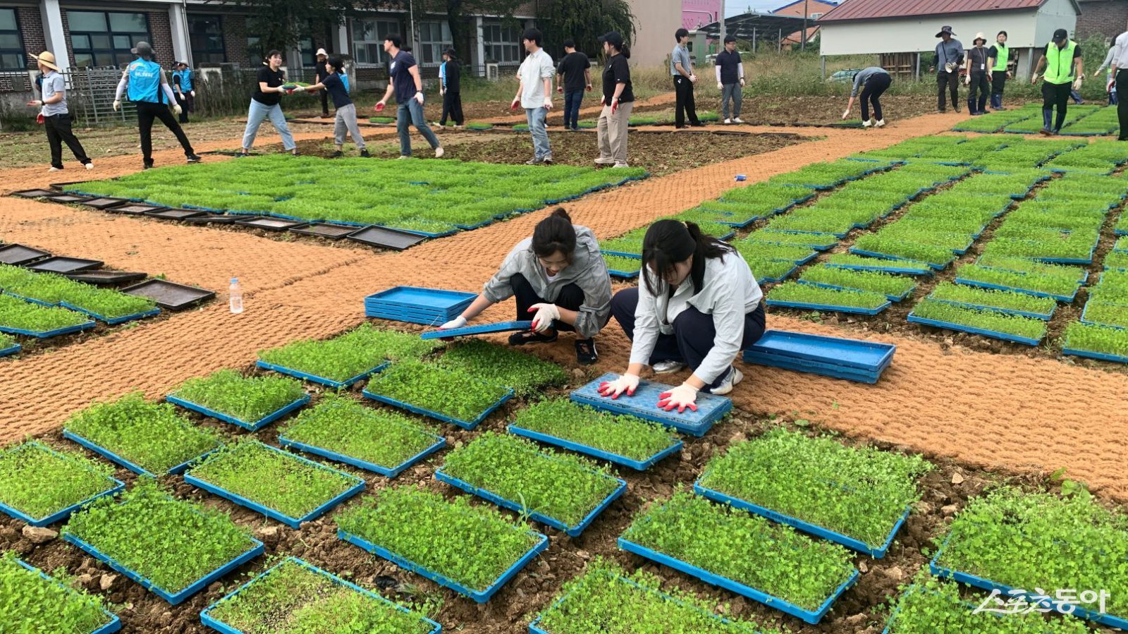 지난 23일 나주시 산포초등학교에서 열린 ‘이에스지(ESG) 생태체험학습장’을 조성을 위한 화이트 클로버 모종 이식 행사. 사진제공=한국농어촌공사