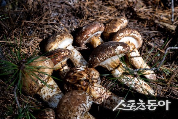 영덕 자연산 송이장터가 10월 2일부터 개장한다. 사진제공 ㅣ 영덕군