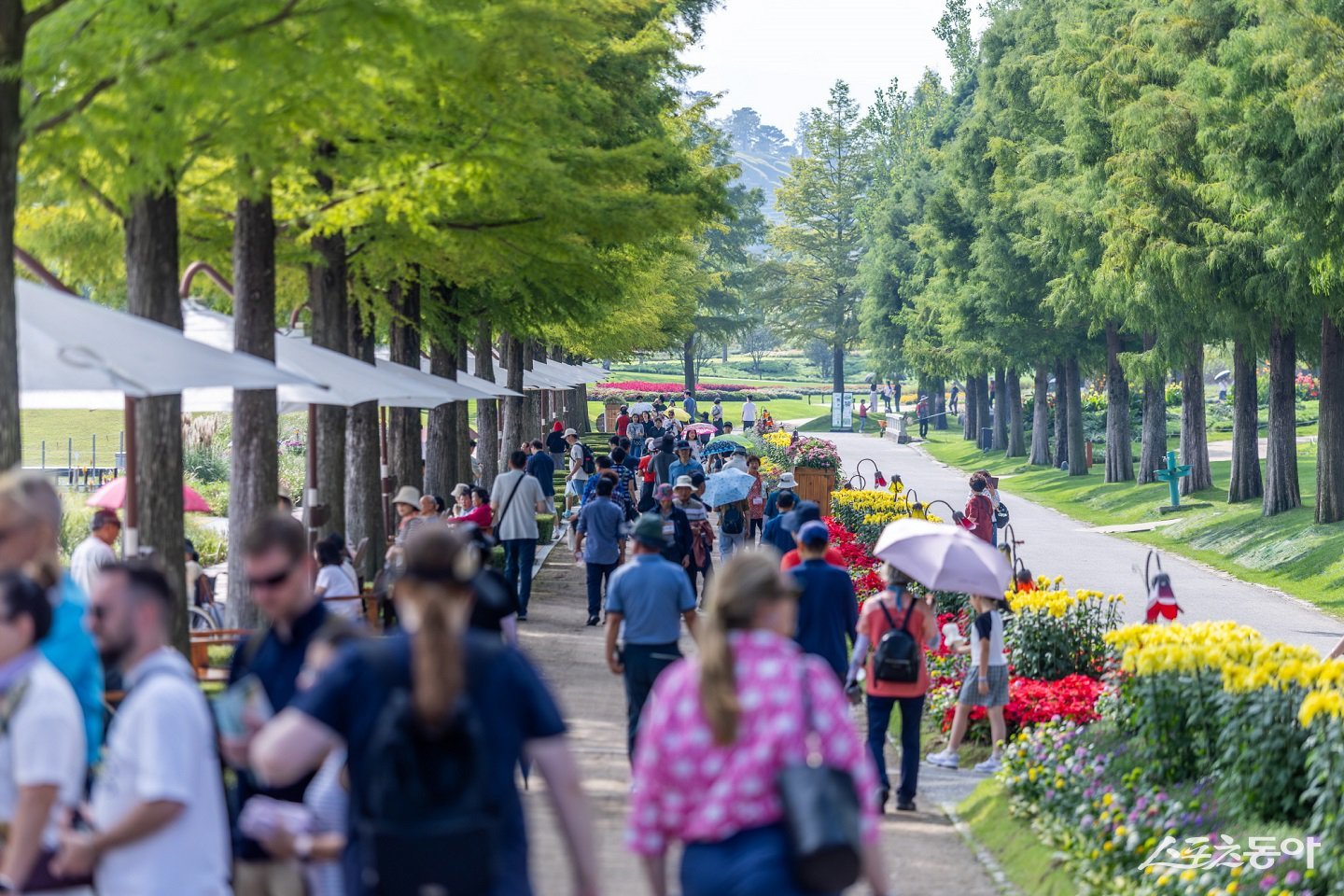 순천만국가정원 낙우송길. 사진제공=순천시