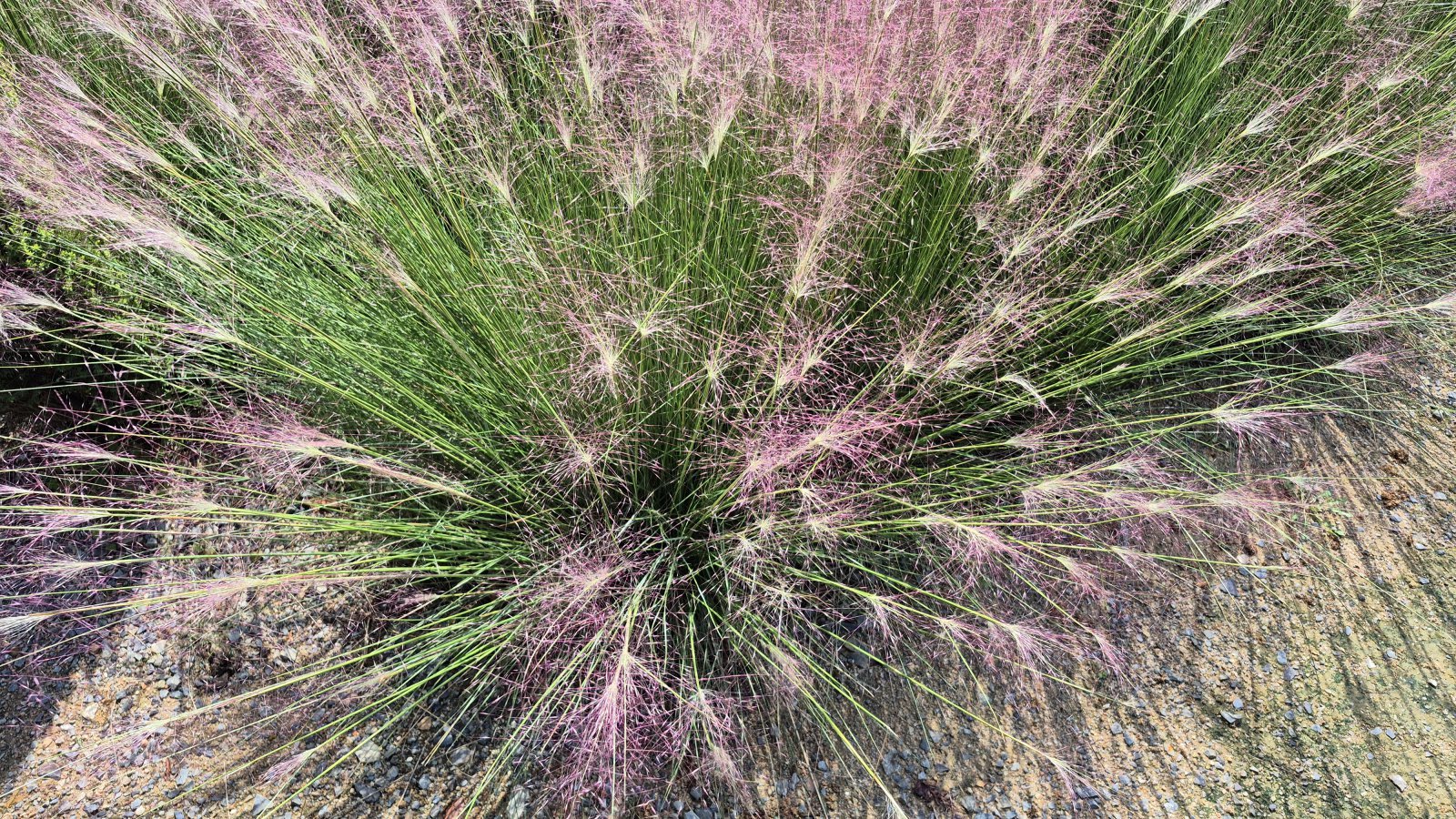 청산수목원의 핑크뮬리를 가까이에서 본 모습.