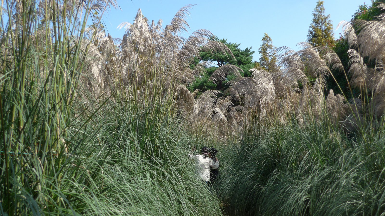 사람 키의 2~3배가 되어 보이는 팜파스 그라스
