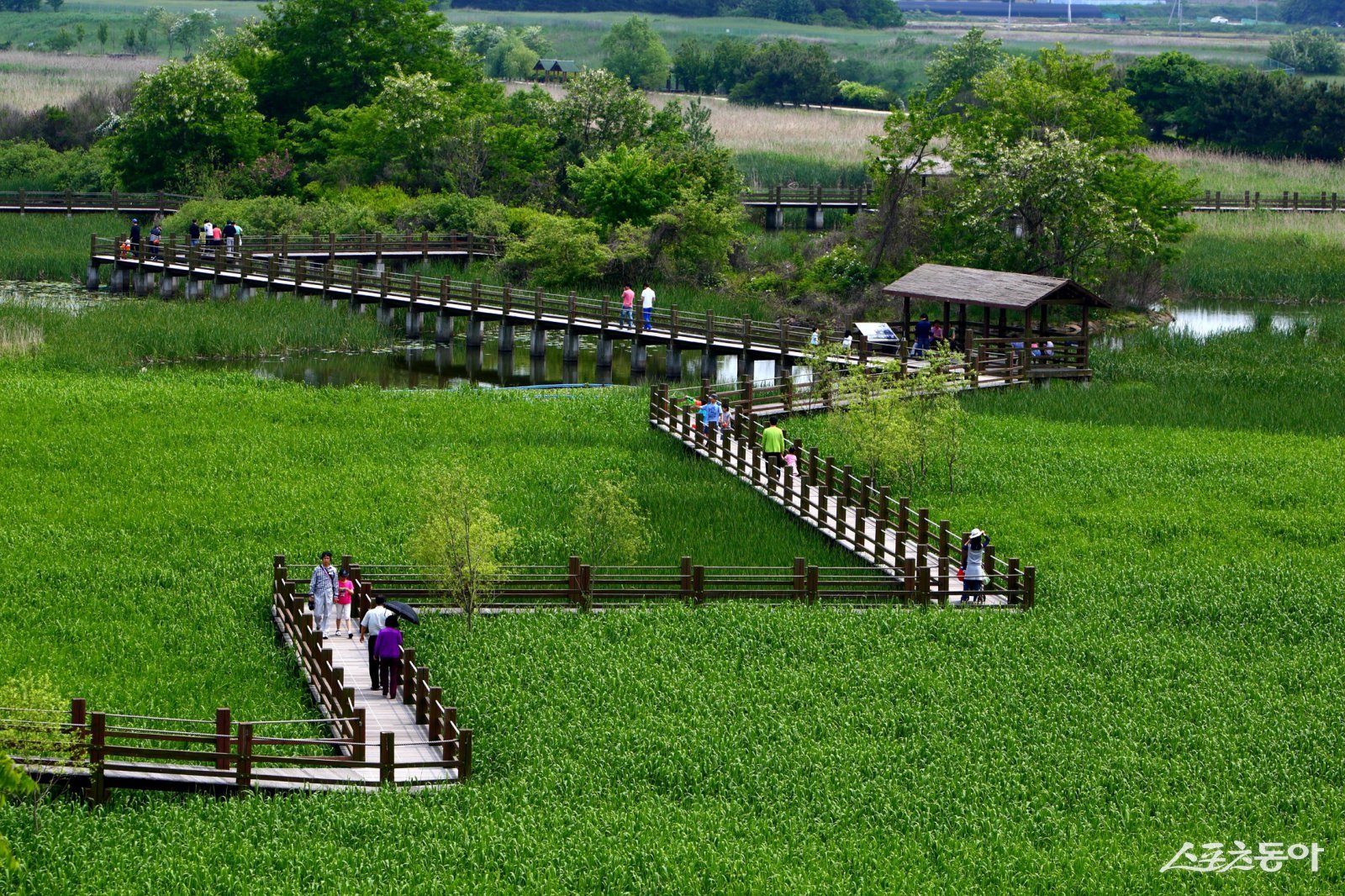 안산시는 대표 관광명소 ‘안산12경’을 소개했다(안산갈대습지). 사진제공|안산시