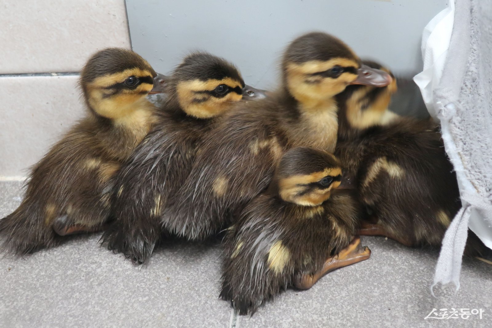 미아상태로 구조된 흰뺨검둥오리 가족. 사진제공=광주광역시