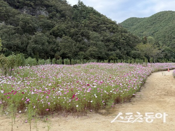 청도 신지리 하천변에 형형색색의 코스모스가 만개해 가을의 정취가 한껏 물들고 있다. 사진제공 ㅣ 청도군