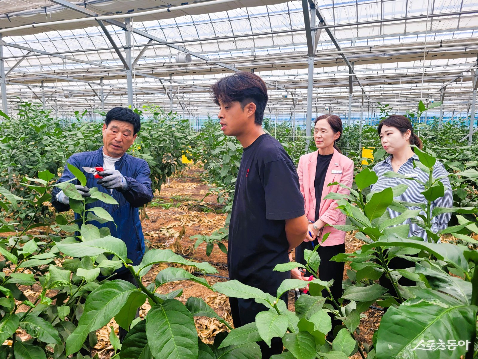 장성군이 최근 지역 내 레몬 재배 농가에서 전문가 초청 ‘묘목 수형 관리 교육’을 실시했다. 사진제공=장성군