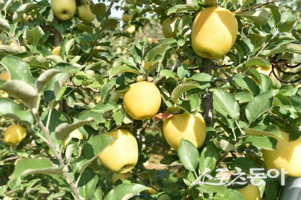 청송군이 ‘시나노골드’ 열과 피해 농가 수매지원사업에 군비를 추가 지원한다. 사진제공 ㅣ 청송군