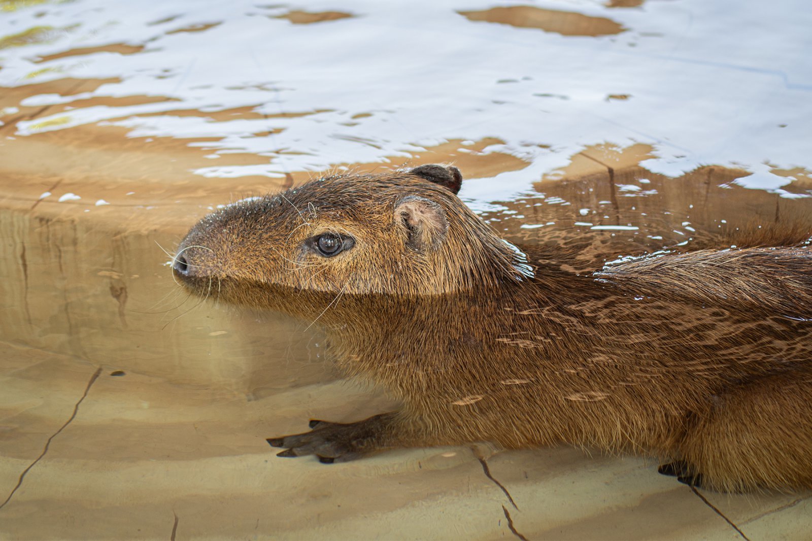 모모쥬 동물원의 카피바라