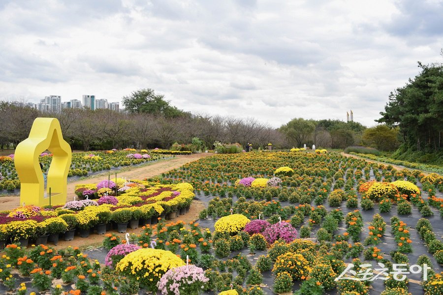 수도권매립지공사, ‘2025 드림파크 국화축제’를 화려하게 개최한다. 사진제공|수도권매립지관리공사