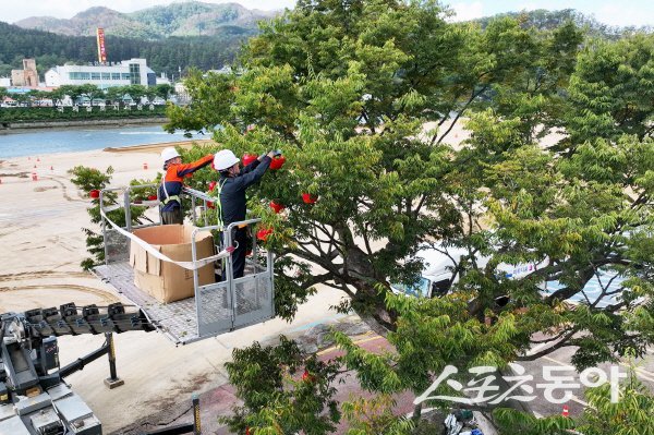 청송군이 풍성하고 다채로운 ‘제19회 청송사과축제’ 준비에 만전을 기하고 있다. 사진제공 ㅣ 청송군