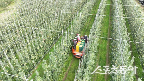 청송군이 ‘2026년도 FTA기금 과수고품질시설 현대화사업’과 ‘청송사과(경북) 평면형과원 조성 묘목비 지원사업’ 신청을 접수한다. 사진제공 ㅣ 청송군