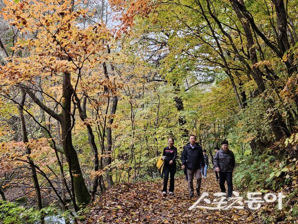 봉화군 석포면 백천명품마을 영농조합법인 주관으로 단풍축제를 개최했다. 사진제공 ㅣ 봉화군