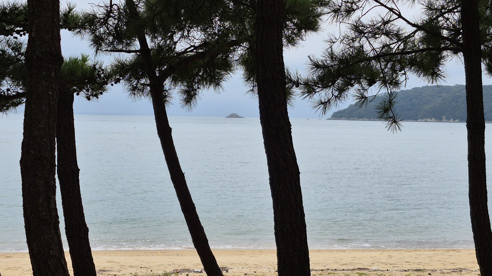 밧지름 해변의 적송