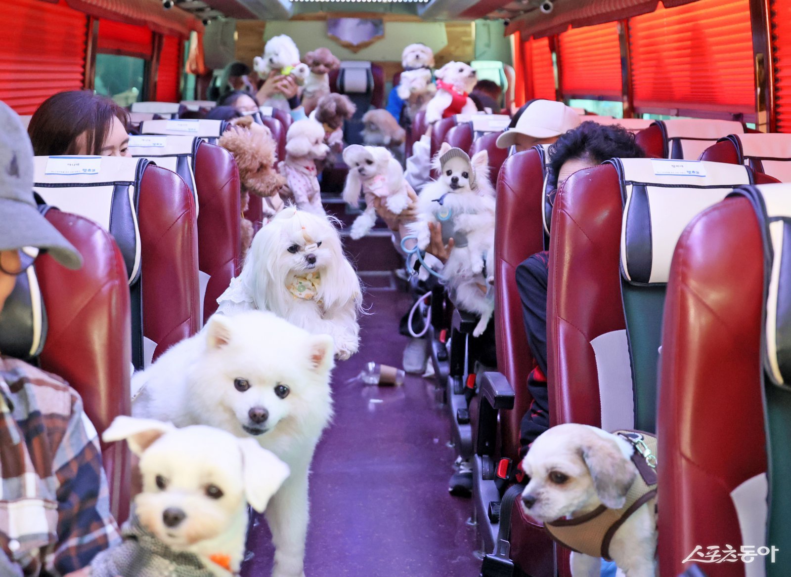 임실 펫버스에 탑승중인 반려견들. 사진제공=임실군
