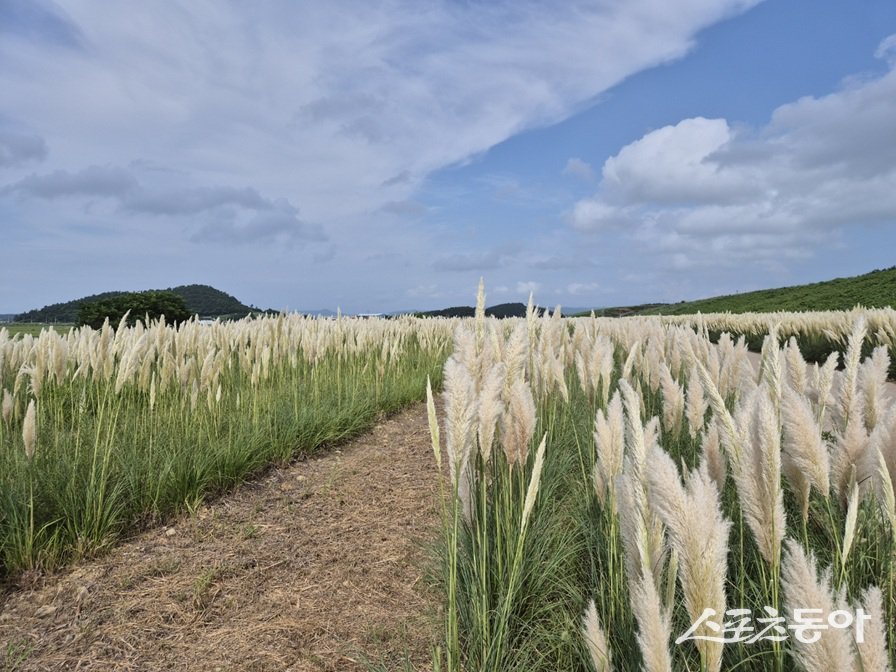 신안 장산도 화이트정원. 사진제공=신안군