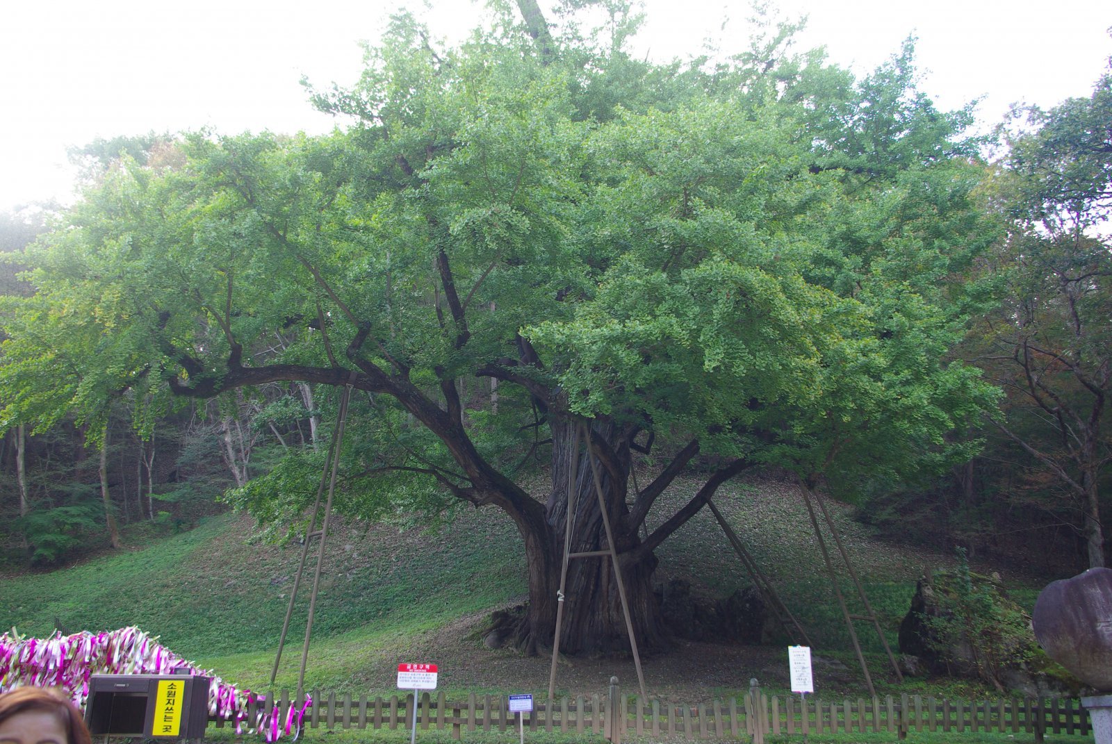 뭐니 뭐니 해도 보석사의 간판스타는 1000년이 넘었다는 은행나무(천연기념물). 수령은 약 1100년으로 추정되며 1990년 천연기념물 제365호로 지정됐다