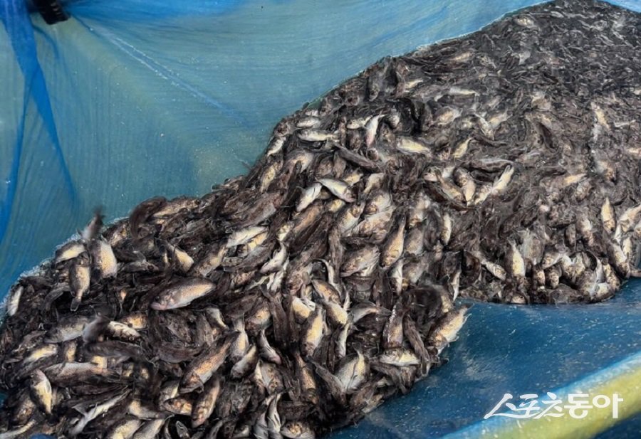 강화군, 고갈 위기 연안 어장에 조피볼락 61만 마리 추가 방류했다. 사진제공|강화군청