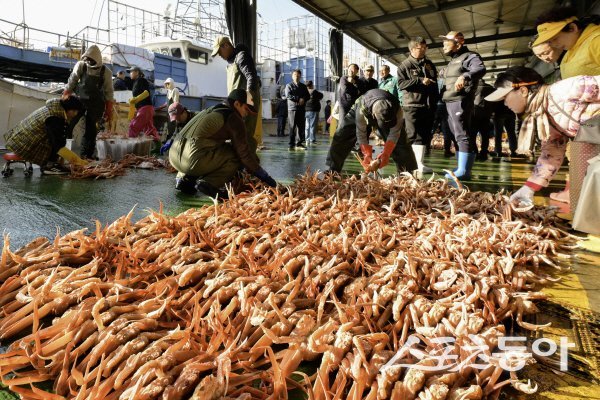 지난 3일 영덕대게가 올해 첫 위판을 시작하며 본격적인 겨울 어획 시즌을 알렸다. 사진제공 ㅣ 영덕군