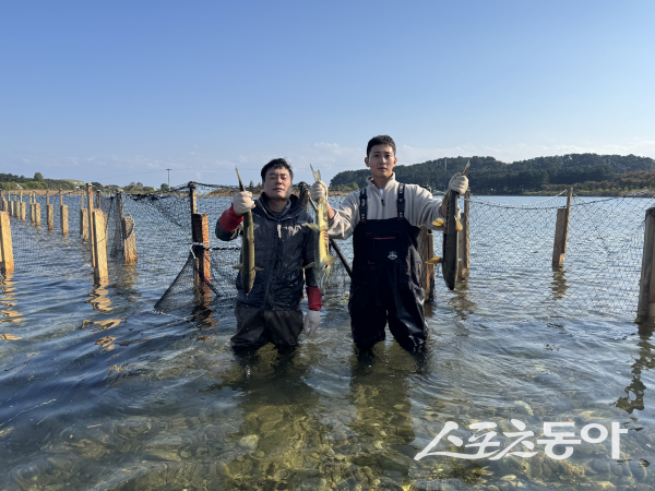 경상북도 민물고기연구센터 요원들이 왕피천으로 돌아오는 어미 연어를 포획하고 있다. 사진제공 ㅣ 경북도