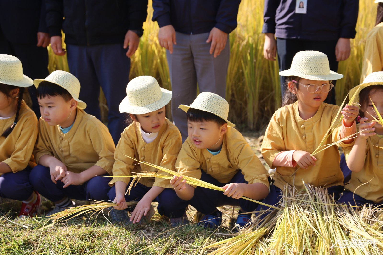부산시설공단이 5일 오전 부산시민공원 농업테마숲 텃논에서 벼 수확 체험행사를 열었다. (사진제공=부산시설공단)