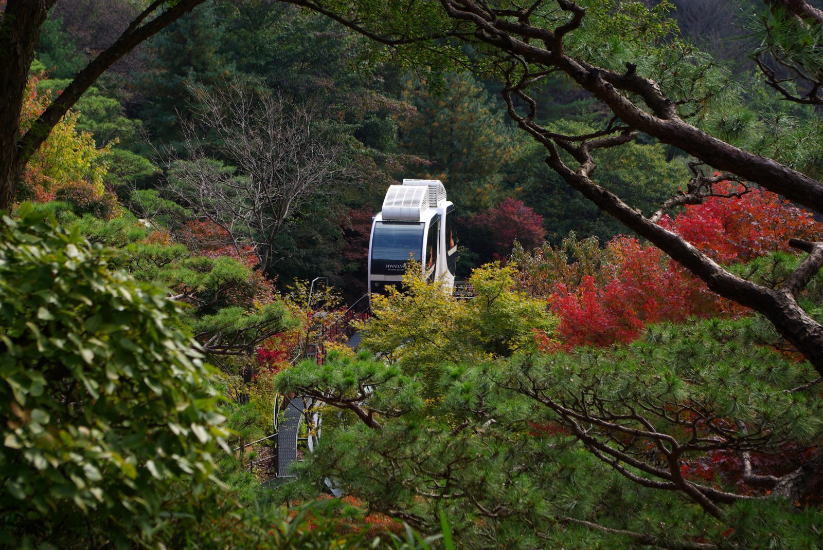 숲을 가로지르는 모노레일. 마치 숲속 야생동물처럼 보인다