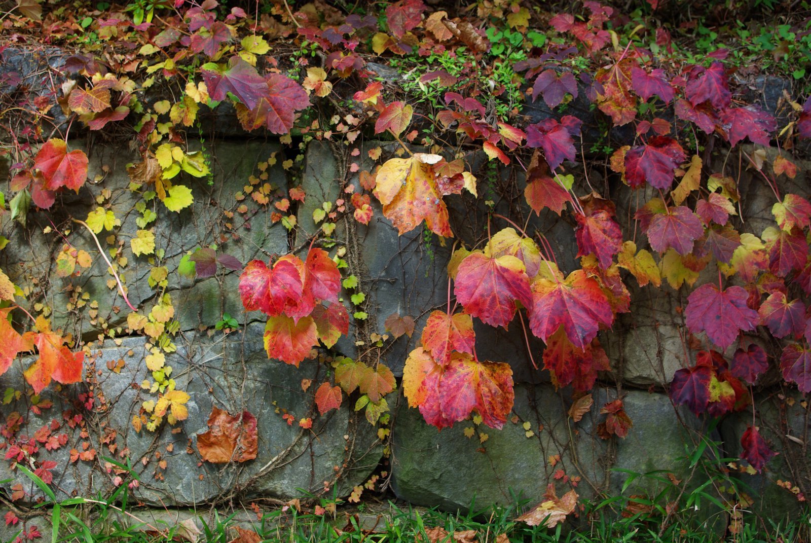 붉게 물든 담쟁이넝쿨