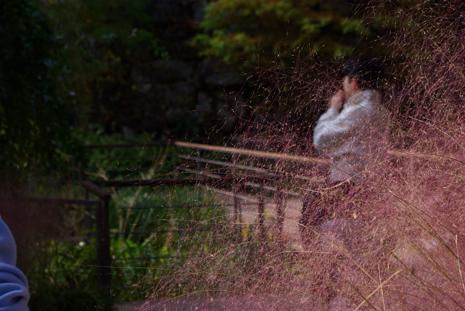 분홍색 솜사탕을 연상케 하는 핑크뮬리