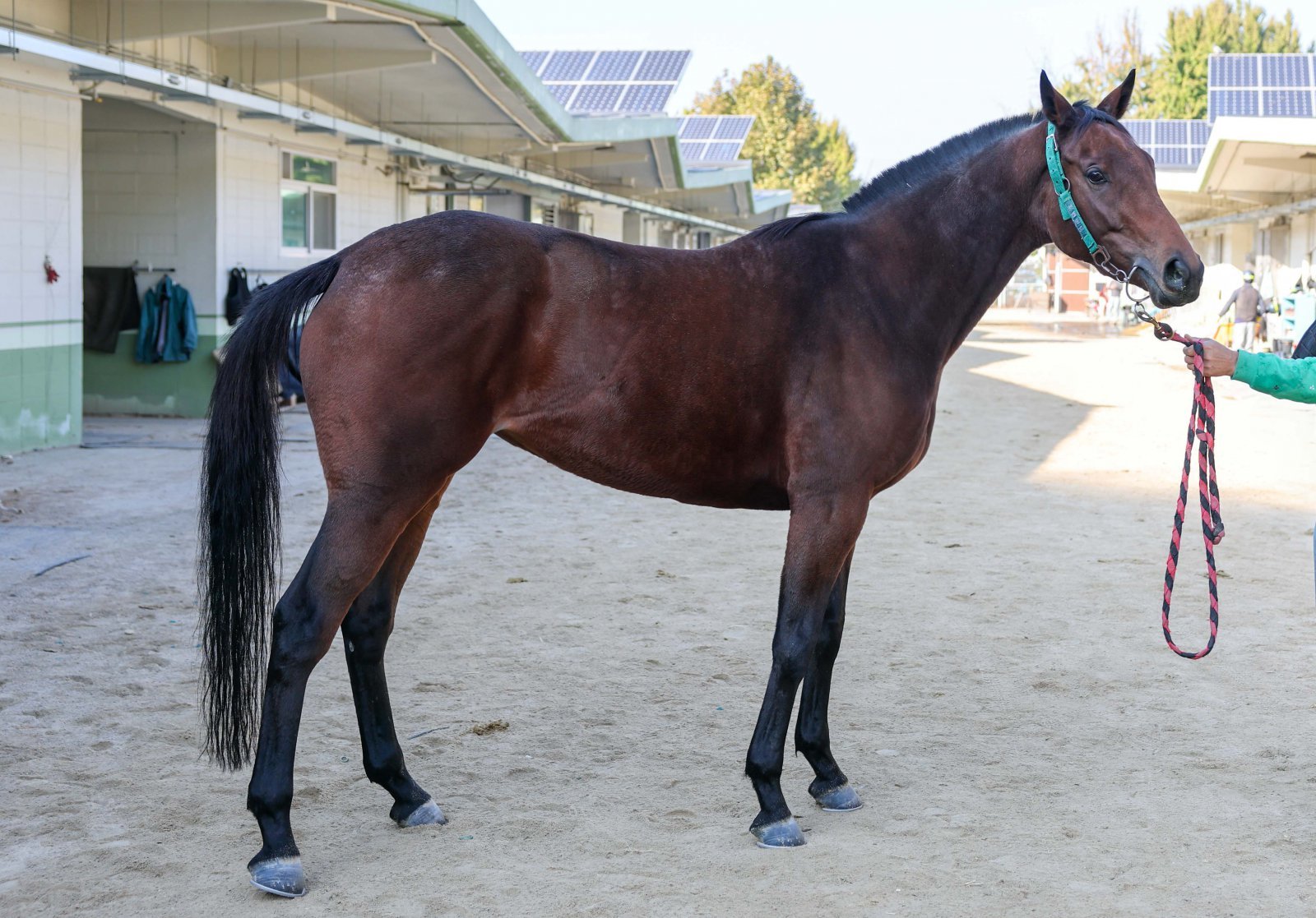 9일 열리는 제14회 스포츠월드배 1200m에 출전하는 11두 중 우승 1순위로 꼽히는 토호마켓. 사진제공 | 한국마사회