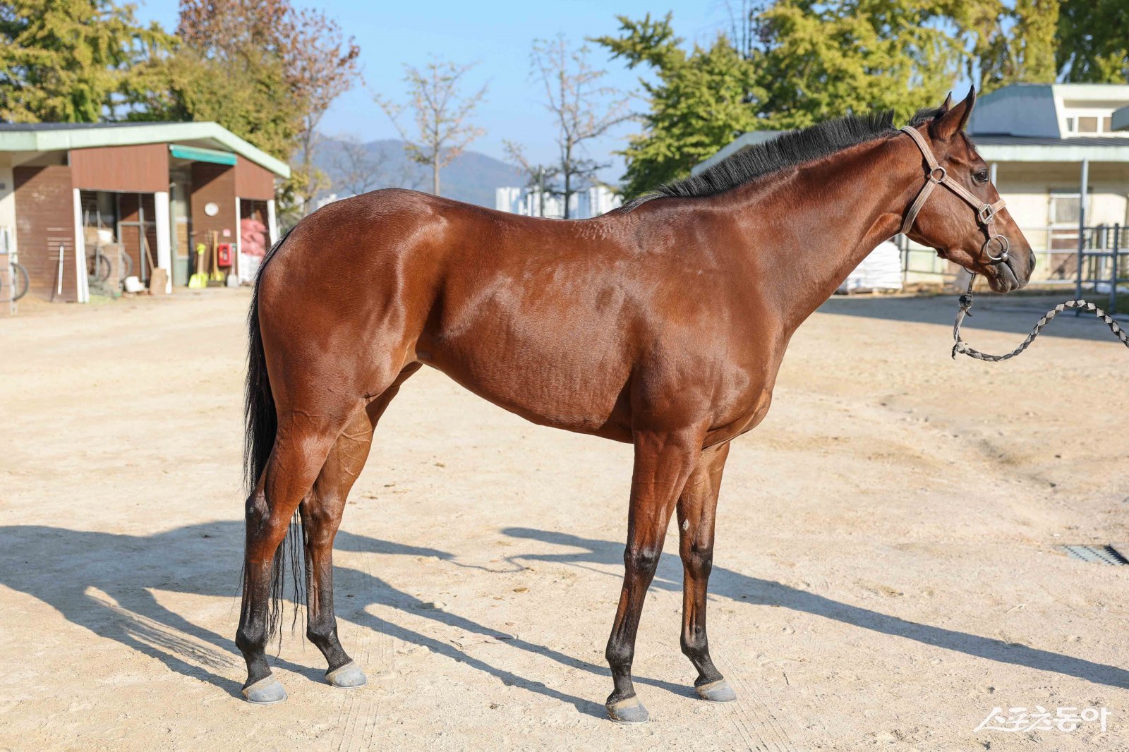 제라퀸. 사진제공  |  한국마사회