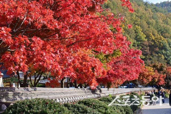 대전사 일대는 단풍이 어우러진 절경을 보여 많은 관광객들의 발길이 이어지고 있다. 사진제공 ㅣ 청송군