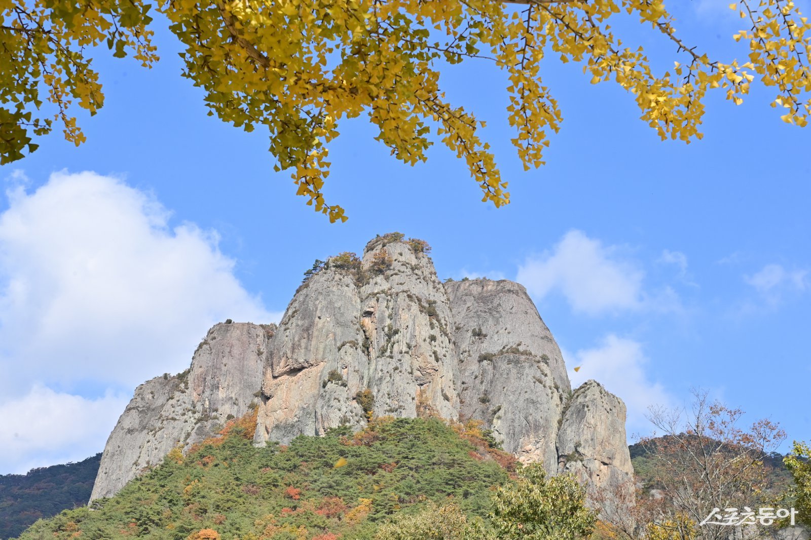 올해 가을은 단풍색이 특히 선명해질 것으로 예상돼 아름다운 가을 풍경 선사가 기대된다. 사진제공 ㅣ 청송군