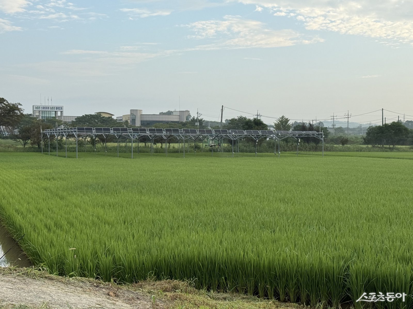 영암군 영농형태양광 실증 논. 사진제공=영암군