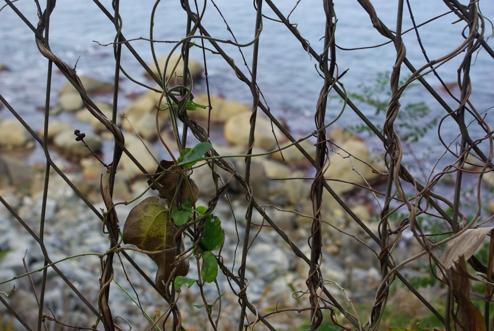 녹슨 철조망 사이로 동해의 파도를 볼 수 있는 ‘안보체험길’ 구간