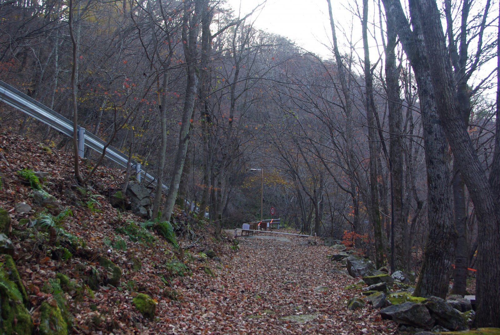 용대자연휴양림의 산책로. 단풍과 낙엽이 한창이다