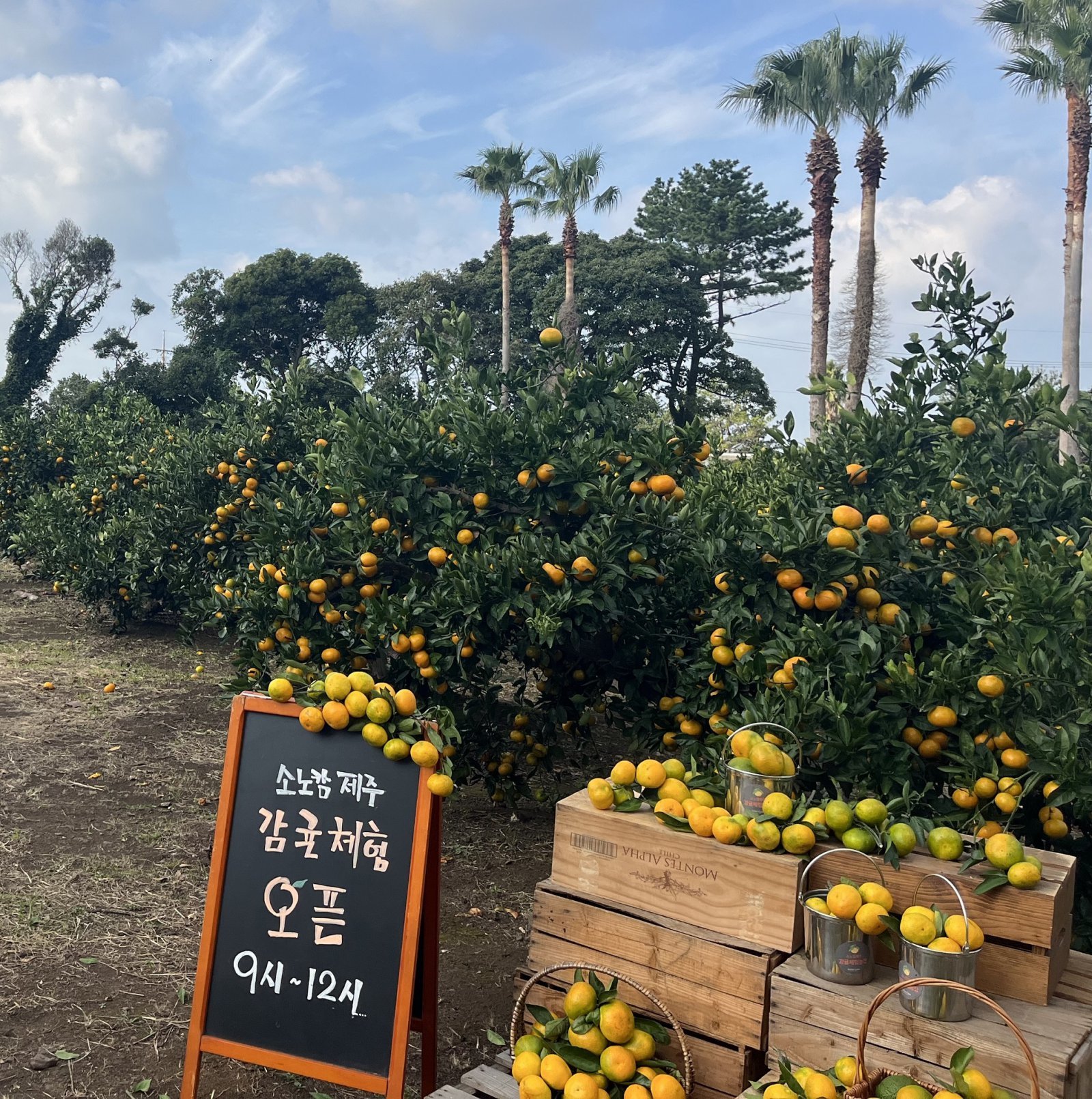 소노캄 제주 감귤농장