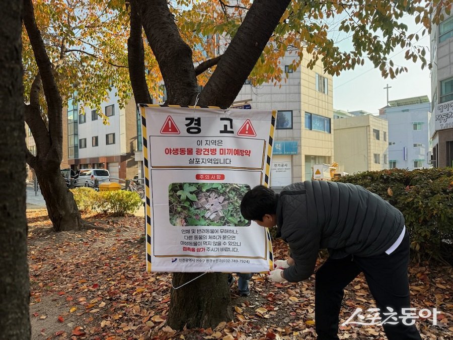 인천 연수구, 너구리 출몰 지역에 광견병 미끼 예방약을 살포한다. 사진제공|인천 연수구청