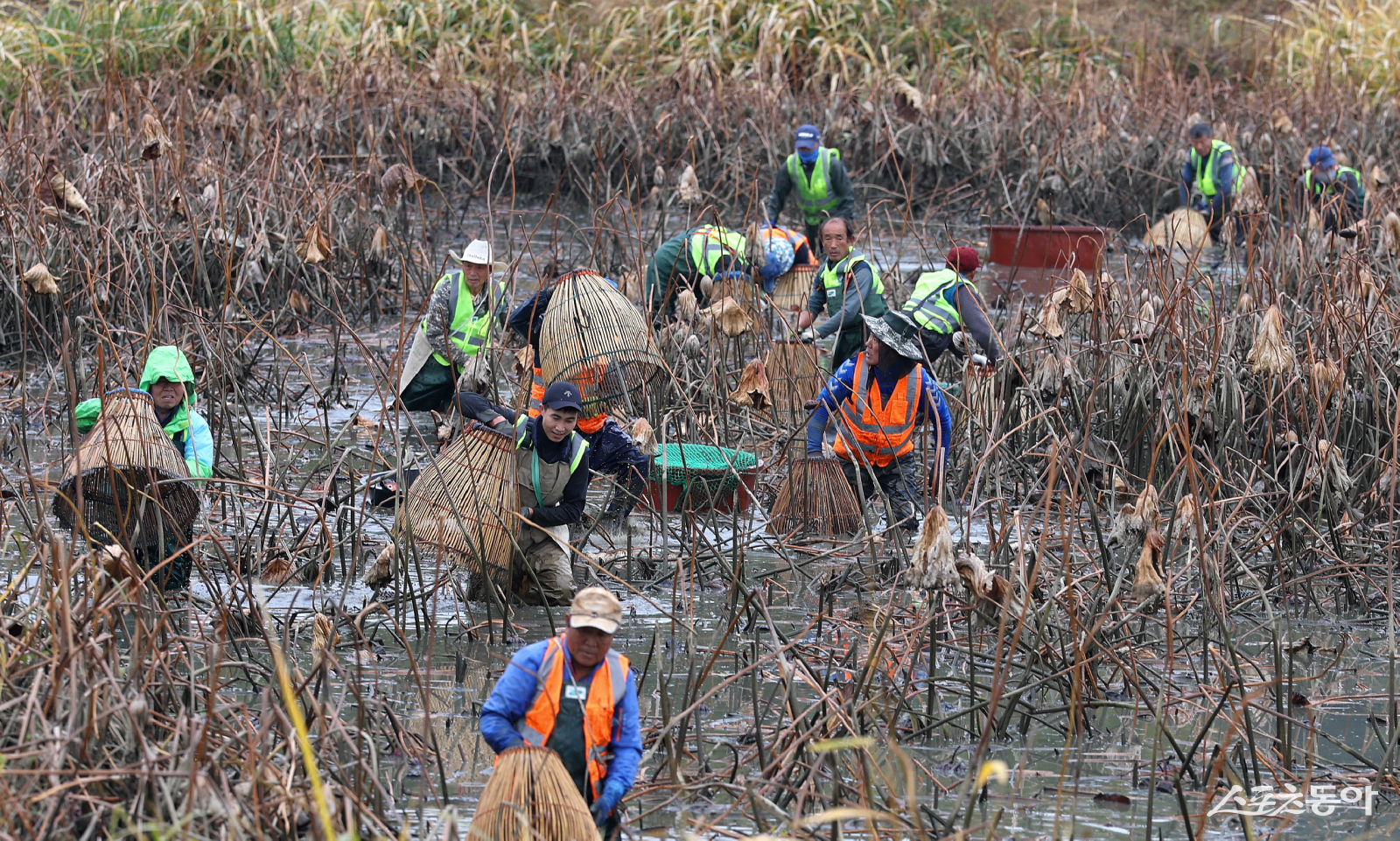 강진군 병영면 중고저수지에서 지난 19일 주민들이 대나무를 줄로 엮어 만든 원통형 바구니인 ‘가래’로 물고기를 잡고 있다. 사진제공=강진군
